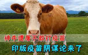疫苗涉嫌杀神牛？印度人不敢打疫苗，这理由绝了