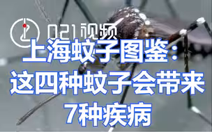 被蚊子咬不要大意！上海蚊子图鉴 ，这4种蚊子能带来7钟疾病