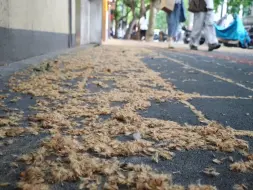 这两天上海不少地区，尤其是市中心出现了飞絮漫天的景象。大型悬铃木上落下的果毛随风飘飘，有过敏体质的宝宝 一定要注意防护！