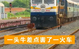 印度一火车差点被牛“团灭”，撞击后反向行驶，司机无法刹车