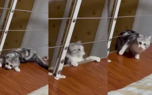 猫咪躺在台子边缘玩耍 主人本想记录可爱一刻 下一秒画面令人叫绝