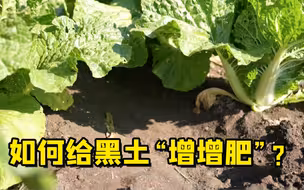 聚焦三农丨如何给黑土“增增肥”？