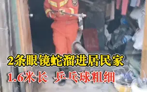 2条眼镜蛇溜进居民家藏身杂物间：1.6米长，乒乓球粗细