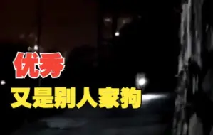 狗子自己打开手电筒出门接主人回家