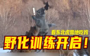 野化训练开启！看东北虎雪地吃鸡
