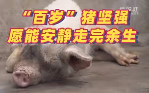 探望弥留之际的“猪坚强”：生命的奇迹 坚强的符号