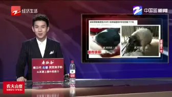 迷你宠物猪养到200斤  杭州姑娘用8年经历躺了个坑