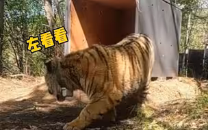 放虎归山！ #进村东北虎完达山1号重回山林 ，放生林场重重把守
