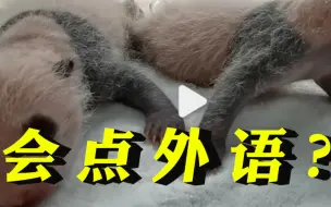 会点外语？大熊猫宝宝突然“汪”了一声