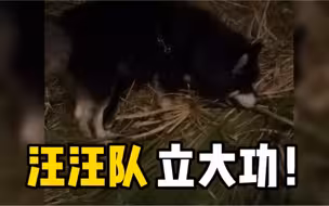 女子跳河轻生，被路过的狗狗发现，成功获救