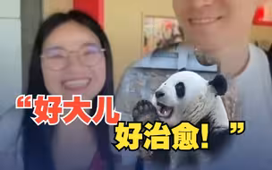 游客冒雨排队给萌兰庆生    “好治愈我的好大儿！”