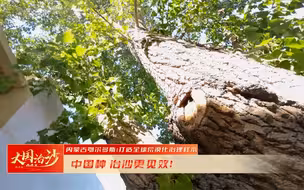 【这里有棵“教训树”】#有一种自豪叫中国 #盛世中华 大美中国  #全国广电新媒体集结发光