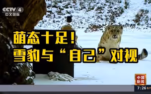 雪豹与镜中“自己”对视 什么档次 长的跟我一样