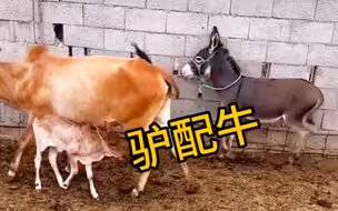 世界之大什么事都有 最后一个好奇葩
