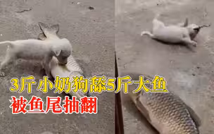 3斤小狗舔5斤大鱼被鱼尾抽翻，主人：一路哭喊着跑去找狗爸