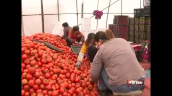 苍南农商银行：2亿元信贷资金 为番茄农户雪中送炭