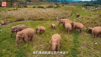 大象“闯祸”保险赔偿！云南推出野生动物肇事公众责任险，野生动物肇事责任险累计赔付近4亿元，央视财经金融之夜