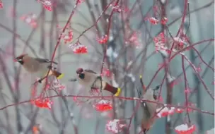 【雪中太平鸟美出了国画质感】近日，黑龙江齐齐哈尔，伴着漫天飞雪，太平鸟在枝头抓紧觅食补充能量。白雪，红果，映衬着太平鸟，美成一幅国画。