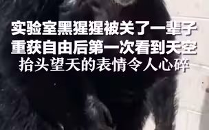 实验室黑猩猩被关了一辈子，重获自由后第一次看到天空，抬头望天的表情令人心碎
