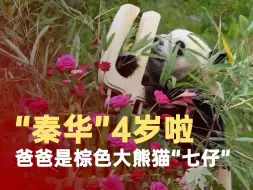 “秦华”4岁啦~它的爸爸是棕色大熊猫“七仔”