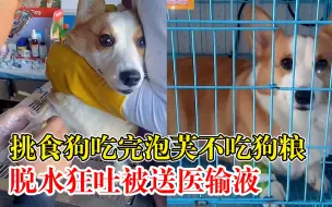 挑食狗尝完泡芙不吃狗粮饿脱水：狂吐被送医输液