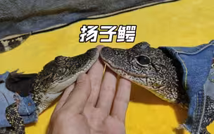 关于我养扬子鳄那点事儿
