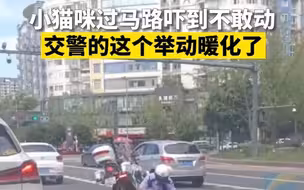 小猫咪过马路吓到不敢动 交警的这个举动暖化了