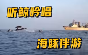 听鲸吟唱，海豚伴游！声呐兵们守护着那个大美的海地世界