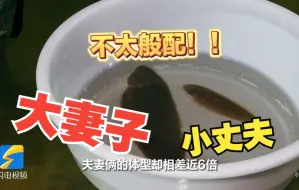 破解长不大难题！中国比目鱼的“生长密码”在山东找到了