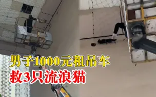 男子1000元租吊车救3只流浪猫：目前小猫状况良好，已找到寄养