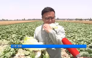 都市报道【记者田中生啃白菜，背后藏着菜农的心酸，“能帮一把咱帮一把”】