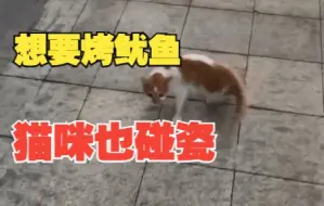 猫咪见女子拿着烤鱿鱼立马装瘫碰瓷