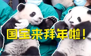 可可爱爱！国宝幼崽拜年现场太萌了