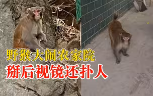 野猴闯农家院掰后视镜还扑人：几年了，没办法