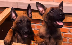 【警犬】驻港部队军犬战林四川普通话Vlog  好帅的“锅”
