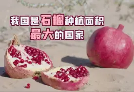 我国是石榴种植面积最大的国家