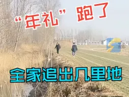 女子买活羊给爸妈送年礼 “年礼”跑了全家追出几里地