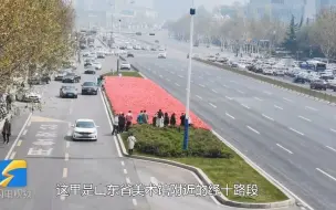 济南经十路绿化带内郁金香引市民打卡 多位市民游客无视交规存安全隐患