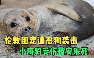 可怜！小海豹河岸晒暖治愈伦敦人，遭恶狗咬伤后，不得不安乐死