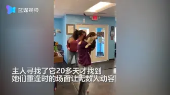 走失狗狗与主人重逢：激动跳入主人怀抱