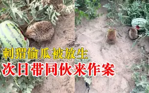 刺猬偷瓜被放生次日带同伙来作案，果农：也不知道它两啥关系