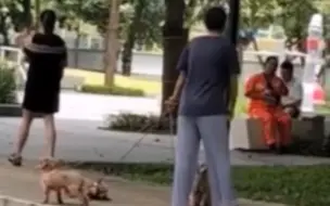 气愤！女子让狗随地大小便，环卫工人劝阻反被辱骂