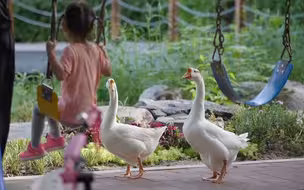 小区里有个动物园是什么体验？
