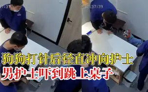 男护士围观狗打针被狗吓跳上凳子，同事：开始他抱狗，狗记住他了