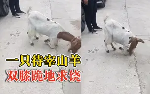 徐州伏羊节待宰山羊跪地求饶，买家：感觉它通人性，没舍得杀