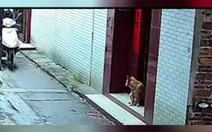 男子向狗喷射不明液体致狗死亡 嫌疑人有偷狗前科已落网