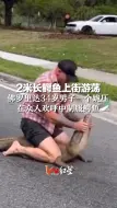2米长鳄鱼上街游荡，佛罗里达34岁男子一个跪压，在众人欢呼中制服鳄鱼