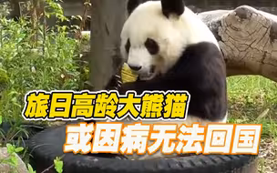 担忧！旅日高龄大熊猫治疗心脏病 或因病无法回国