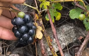 野葡萄熟了