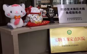 狗狗打针、办证一次搞定 闵行区推出了这个“家门口”的服务